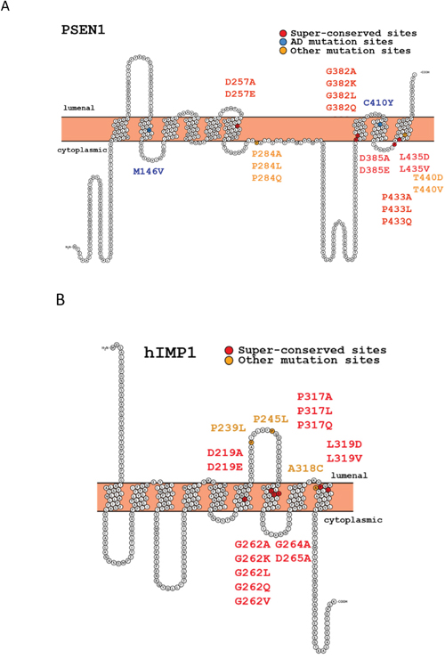 Structures of human presenilin 1 (PSEN1) and IMP1 (hIMP1) proteins and mutations used in the study (Protter program visualization, http://wlab.ethz.ch/protter).