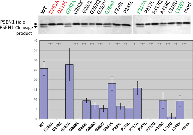 Study of hIMP1 mutants proteolytic cleavage of presenilin substrate.