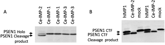 Ce-IMP-2 protein is efficiently cleaving hPSEN1 substrates.