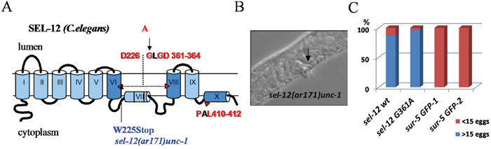 Rescue of sel-12 loss-of-function mutant phenotype in C. elegans.