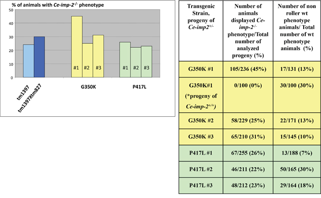 No rescue of Ce-imp-2 knockout phenotypes was found by constructs producing Ce-IMP-2 G350K, P417L mutant proteins.
