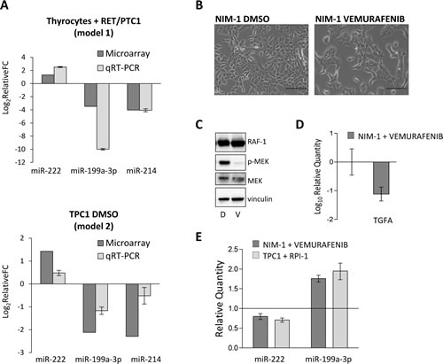 MiR-199a-3p is modulated by