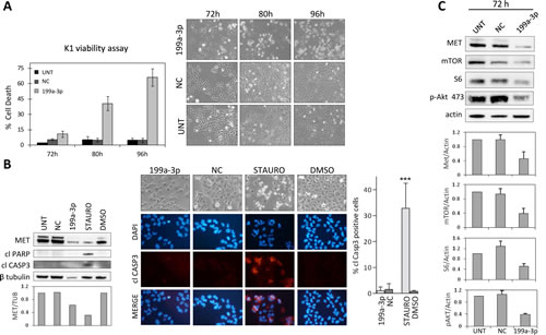 Figure 5:miR-199-a-3p-induced cell death in K1 cell line.