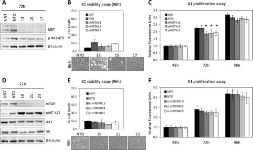 Knockdown of MET and mTOR in K1 cells.