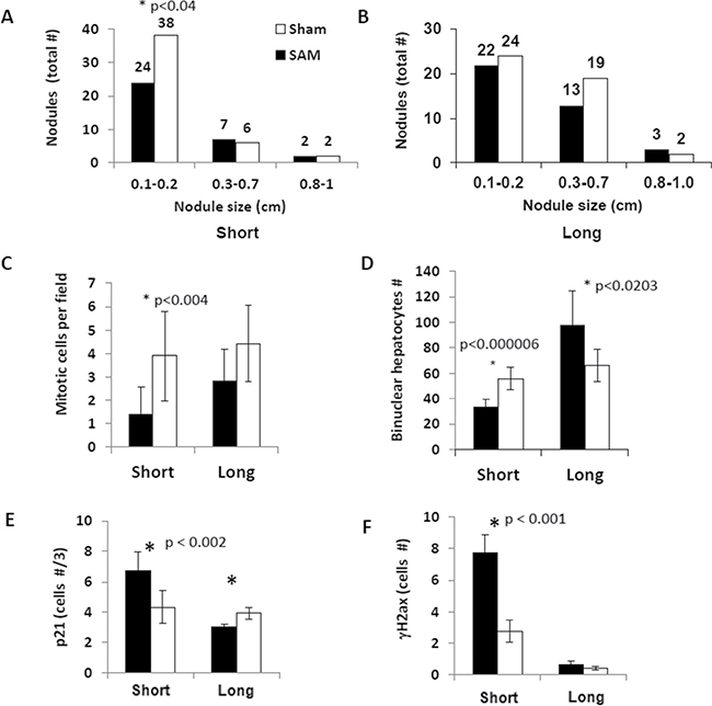 Effects of the short-term and long-term SAM supplementations on tumor load and hepatocyte proliferation in the Mdr2-KO liver.