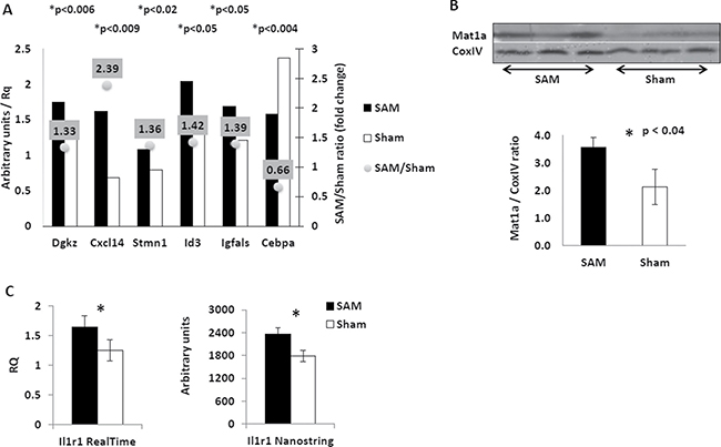 Effects of the short-term SAM supplementation on expression of selected genes at transcript and protein levels.