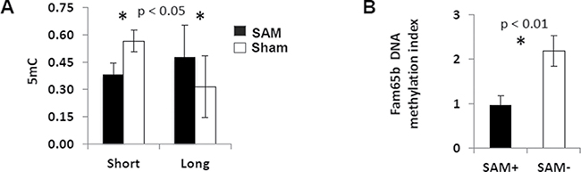 Effects of SAM supplementation on DNA methylation.