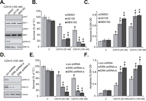 ERK activation is a primary resistance factor of CZ415 in OS cells.