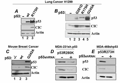 Expression of mutant p53 regulate CIC levels.