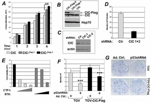 CIC affects the GOF activity of mutant p53.