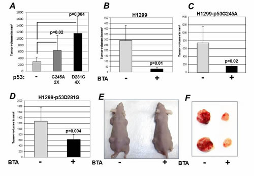 Inhibition of CIC blunts the GOF activity of mutant p53.