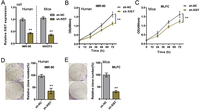 XIST knockdown suppressed human and mouse fibroblast proliferation.