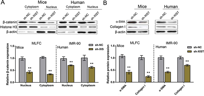 XIST knockdown inhibited human and mouse fibroblast ECM.