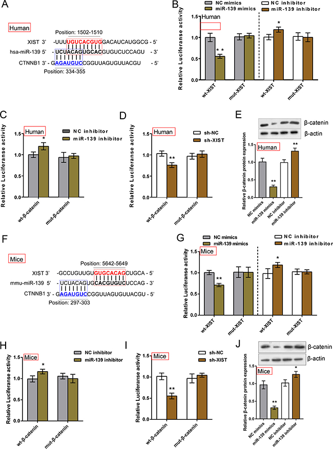 XIST competed with &#x03B2;-catenin for miR-139 binding in IMR-90 and MLFCs.