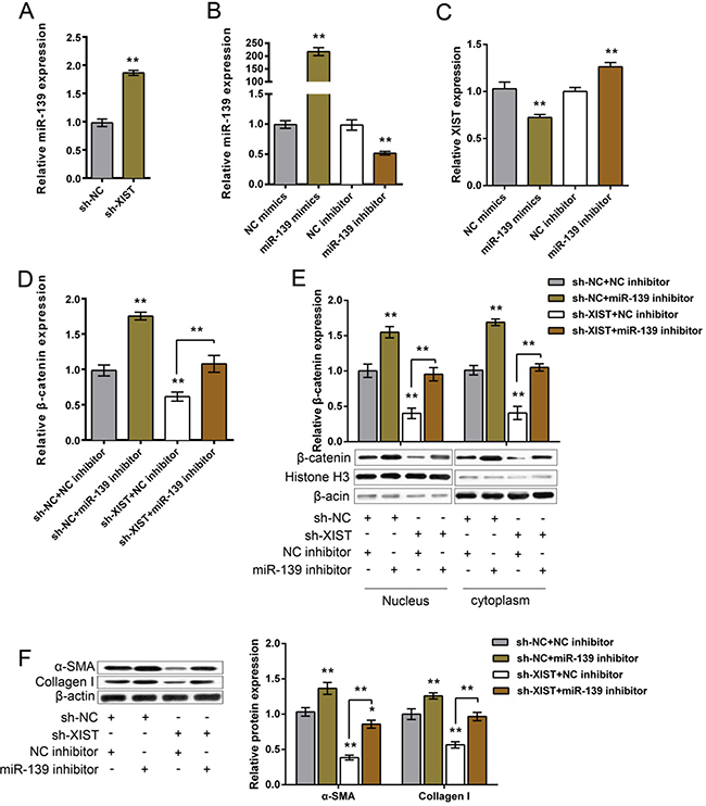 The functional role of miR-139 in XIST regulating &#x03B2;-catenin and ECM proteins.