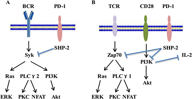 The inhibitory signaling of PD-1 pathway.