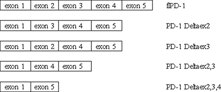 Different PD-1 splice variants.