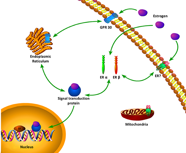 A complex web of estrogen with multiple estrogen receptors signaling has been uncovered.