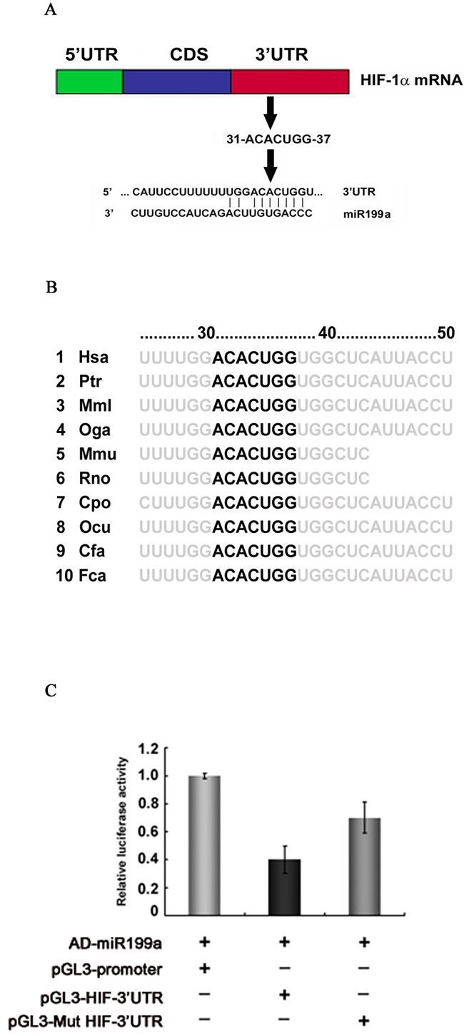 Identification of the miR-199a-5p seed sequence in the HIF-1&alpha; 3&rsquo;-UTR and dual reporter gene assays for interaction between miR-199a and the HIF-1&alpha; 3&rsquo;-UTR.
