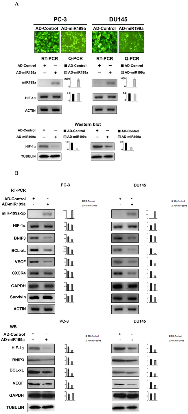 Effects on HIF-1&alpha; and HIF-1&alpha; downstream gene expression by artificial overexpression of miR-199a-5p in PC-3 and DU145 cells.
