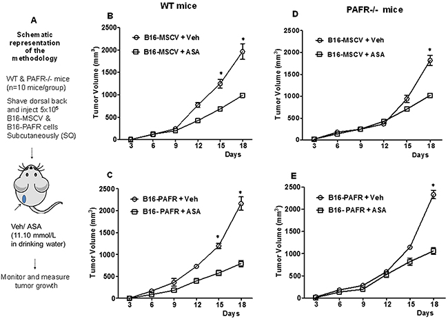 Effect of ASA on in-vivo growth of melanoma tumors in WT and PAFR-/- mice.