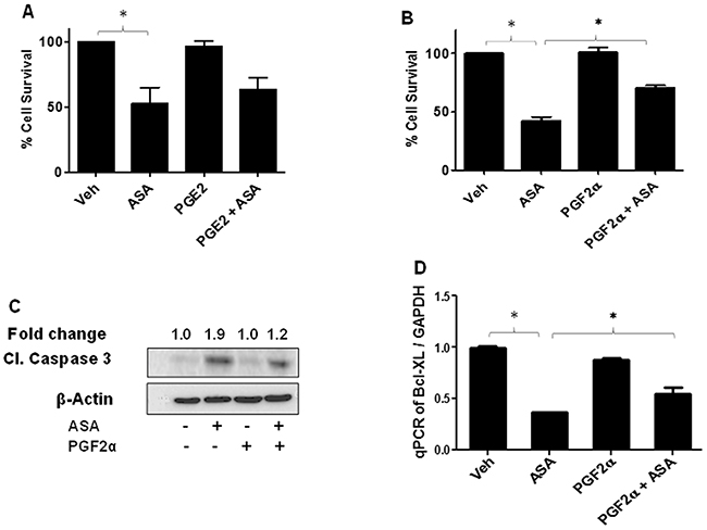 Effect of PGE2 and PGF2α on ASA-induced effects on cell survival and apoptosis induction.