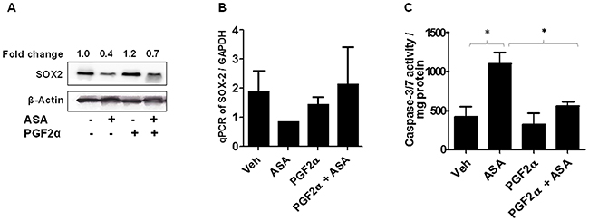 Effect of PGF2α on SOX2 expression and ASA-induced apoptosis.