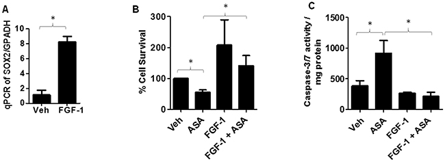 Effect of FGF-1 on SOX2 expression and ASA-induced effects.