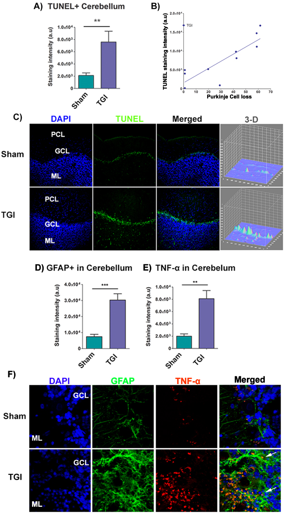 Increased apoptotic cells, astrogliosis, and TNF-&#x3b1; in the cerebellum after TGI.