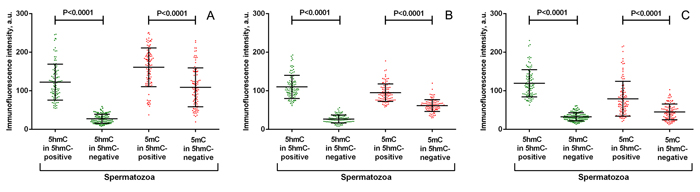 Quantitative analysis of anti-5-hydroxymethylcytosine (5hmC) and anti-5-methylcytosine (5mC) fluorescence intensity in representative spermatozoa from 3 individuals (A, B, C).