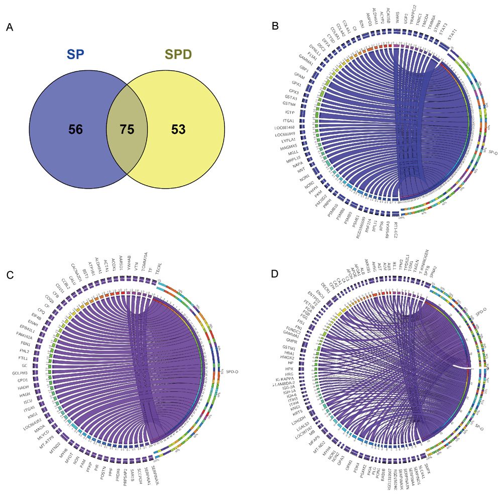 184 proteins differentially expressed in aged rat hearts following SP or SPD treatment.