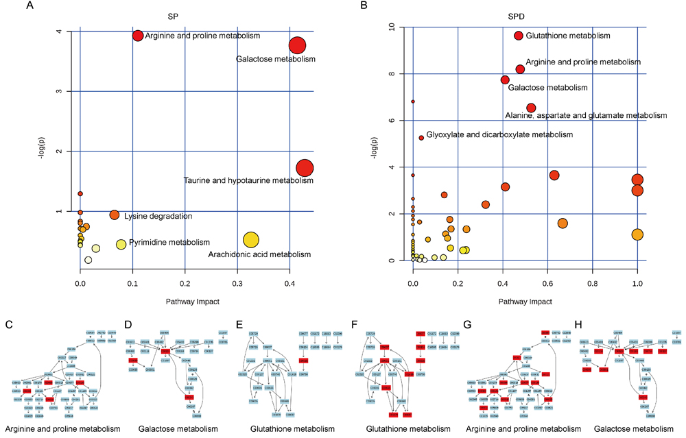 Pathway analysis of aged rat heart metabolites.