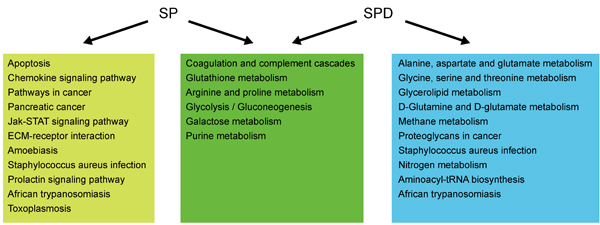 Pathway analysis of proteins and metabolites differentially expressed/produced following SP or SPD treatment.