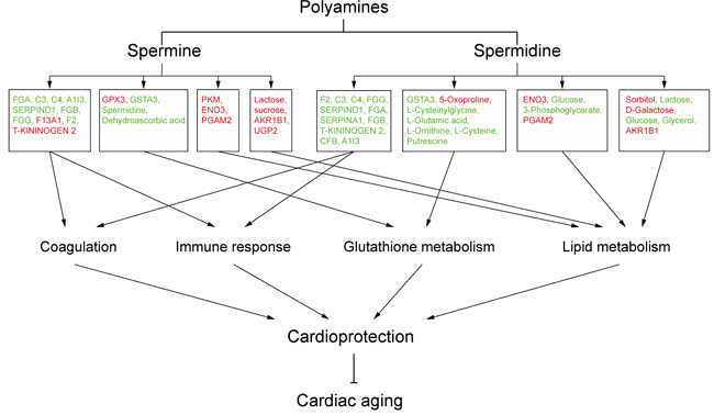 Schematic overview of polyamine-related cardioprotective pathways in aged rat hearts.