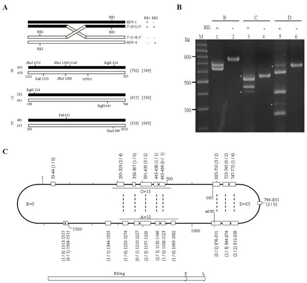 Detection of HDV-1/HDV-4 recombination by RT-PCR-RFLP.