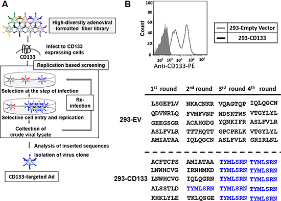 Isolation of CD133-targeted oncolytic adenovirus by high throughput screening of OAd with binding-motif library.
