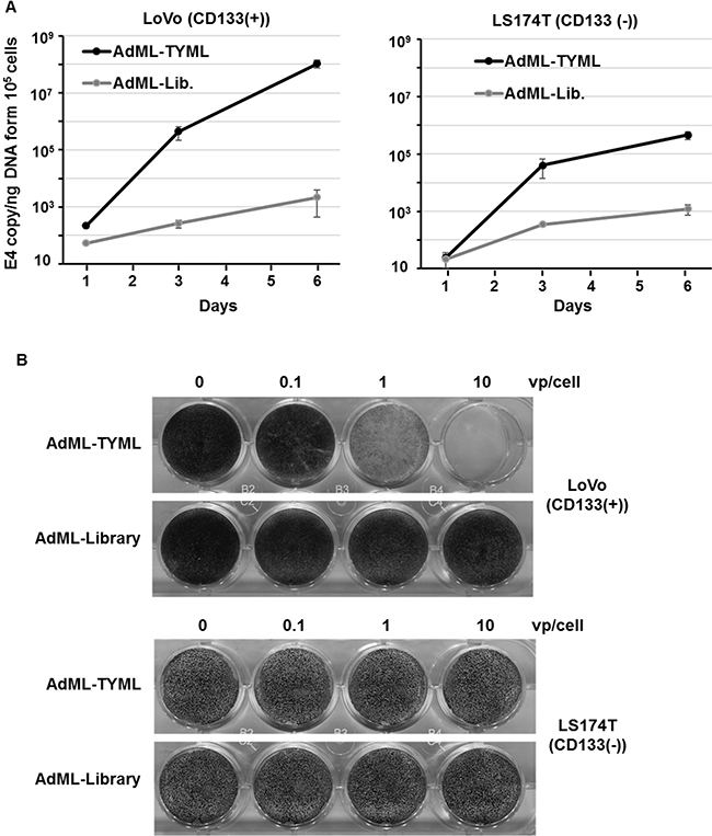 Viral replication and cytocidal activity of CD133-tergeted adenovirus in vitro.