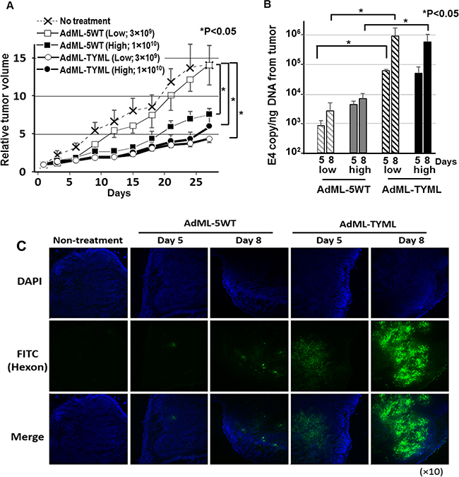 Antitumor effect and virus replication of CD133-targeted oncolytic adenovirus in established tumors.