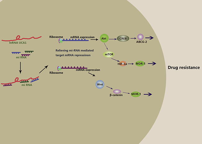 Hypothesis of molecular mechanism of lncRNA UCA1 in anti-cancer drug resistance.