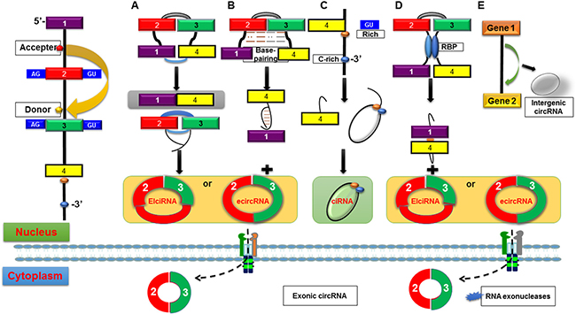 Possible biogenesis patterns of circRNAs.