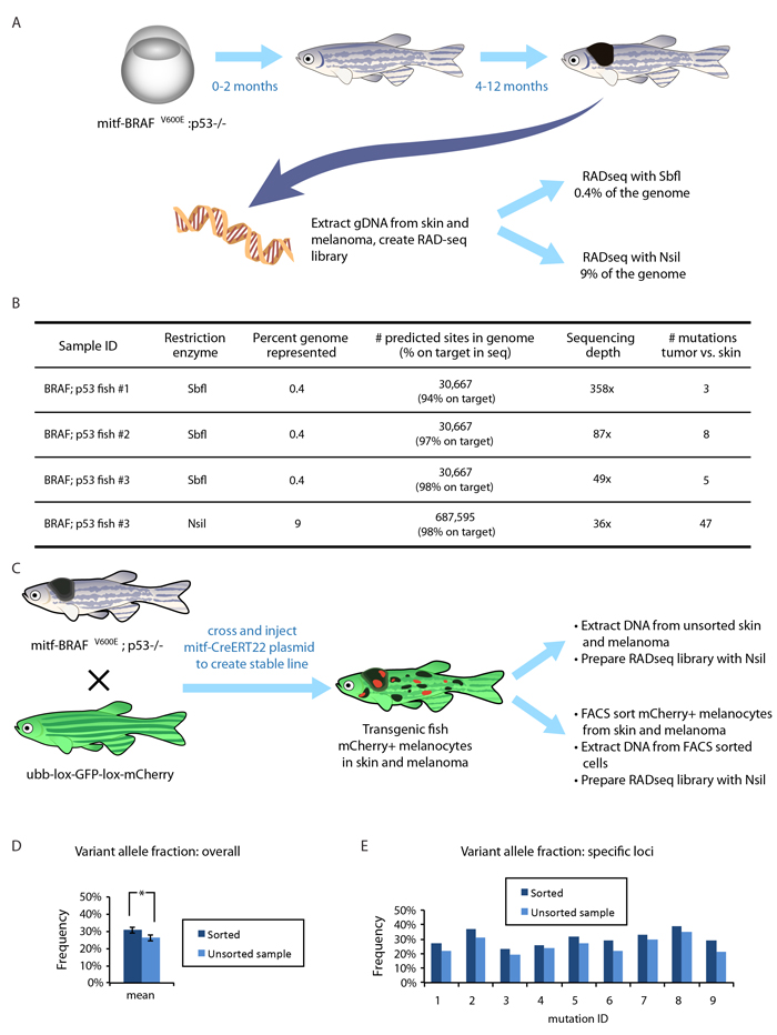 Applying RADseq to a zebrafish model of melanoma.