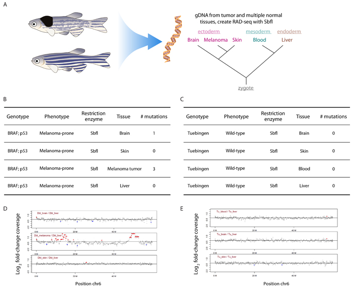 RADseq can identify somatic mosaicism.