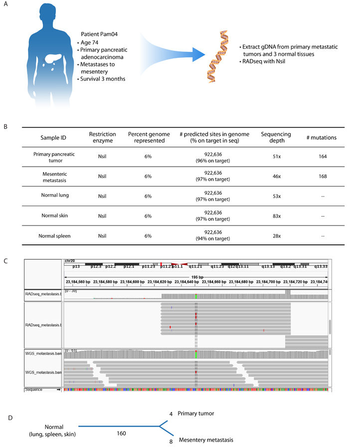 RADseq is adaptable to human cancer specimens.