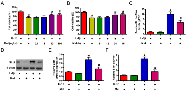 Melatonin reduced the expression and activity of Sirt1 in IL-1&#x3b2;-stimulated chondrocytes.