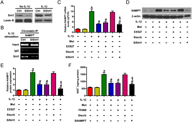 Melatonin inhibited IL-1&#x3b2;-activated Sirt1-NAMPT/NAD+ signaling in chondrocytes.