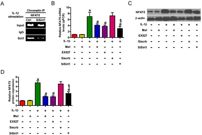 Melatonin inhibited Sirt1-upregulated NFAT5 expression in IL-1&#x3b2;-challenged chondrocytes.