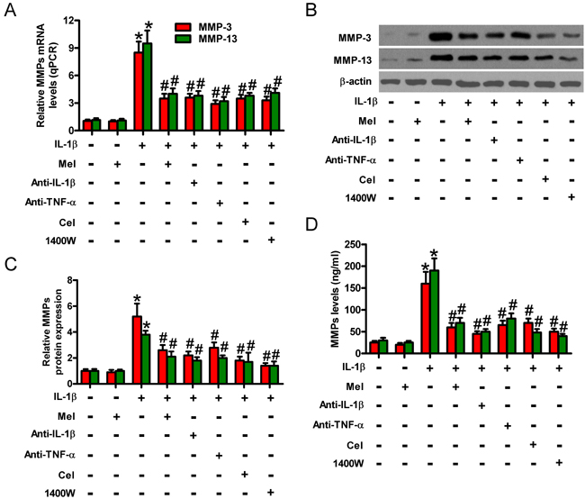 Melatonin-decreased MMP-3 and MMP-13 production was mediated by TNF-&#x3b1;, IL-1&#x3b2;, PGE2, and NO in IL-1&#x3b2;-stimulated chondrocytes.