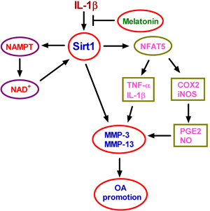 Schematic diagram of the proposed signaling pathways.
