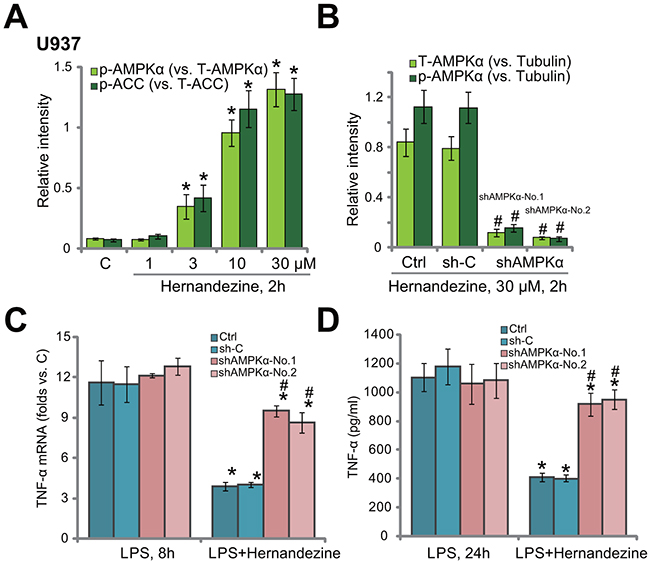 Activation of AMPK is required for hernandezine-induced anti-LPS response.