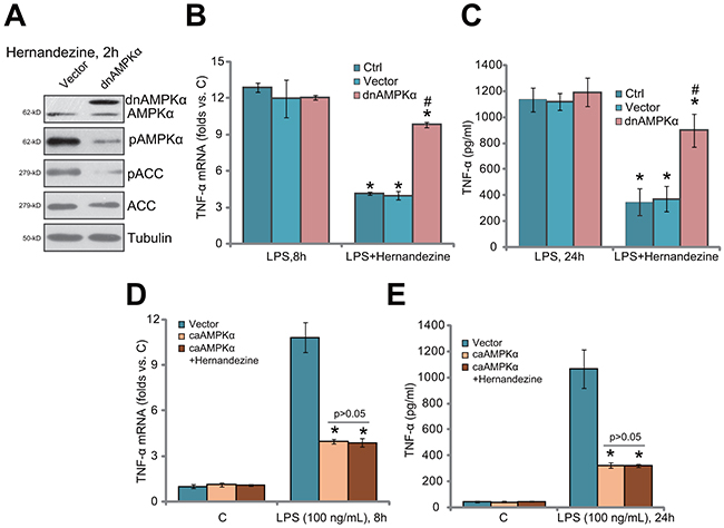 AMPK&#x03B1; dominant negative mutation abolishes hernandezine-induced anti-LPS response.